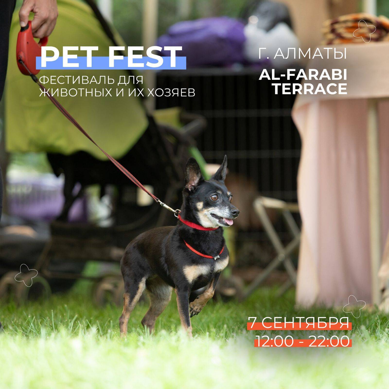 Город Алматы готовится к фестивалю для животных и их хозяев Pet Fest -2024.