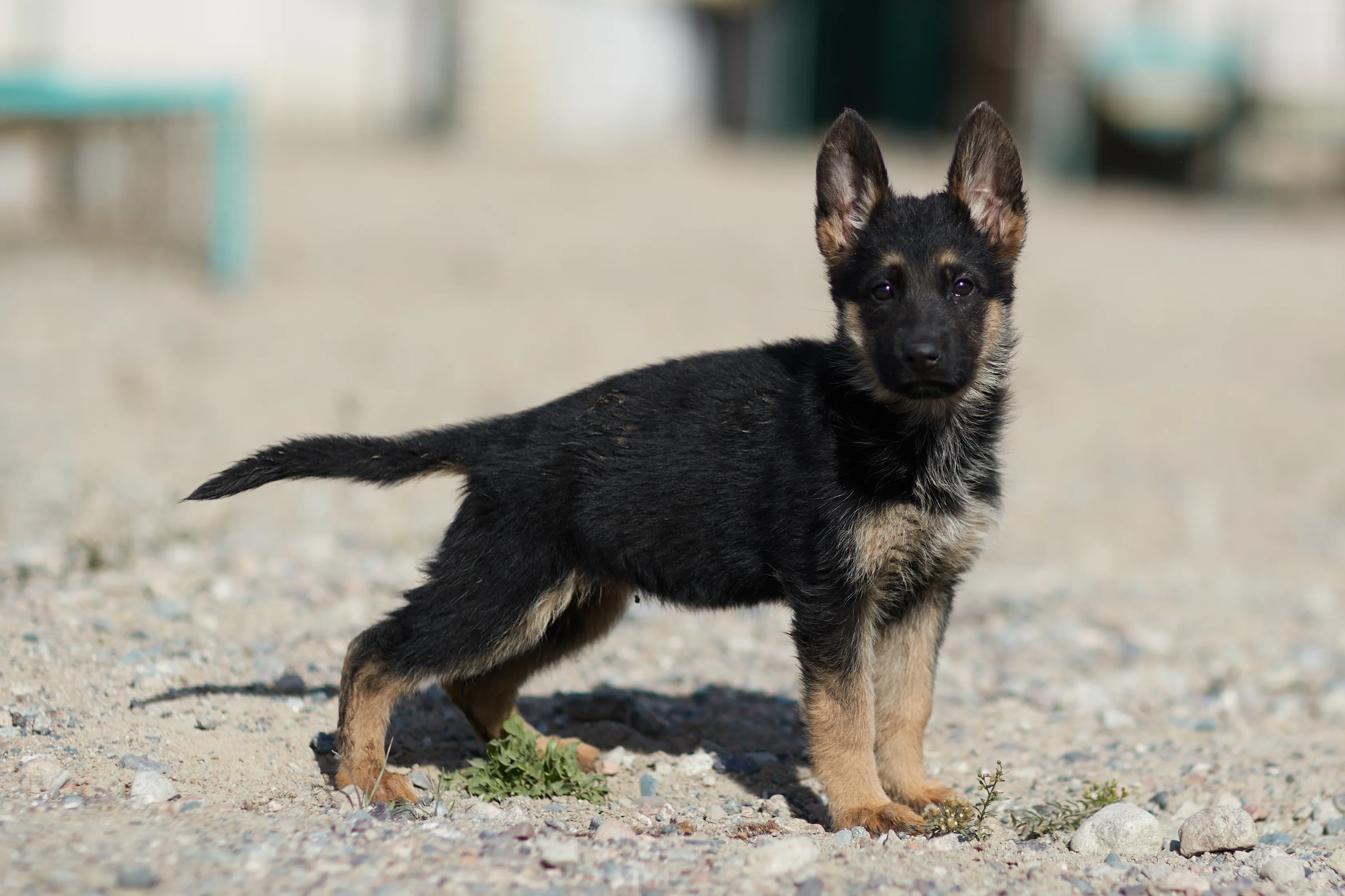 Щенки тоже готовы служить стране: в Нацгвардии увеличивается число породистых служебных собак Щенки тоже готовы служить стране: в Нацгвардии увеличивается число породистых служебных собак