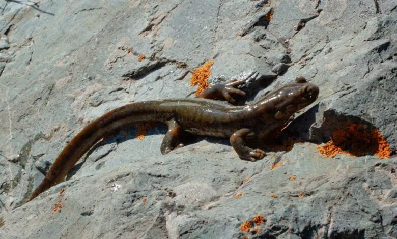 В Казахстане сократилось количество видов животных, занесённых в Красную книгу