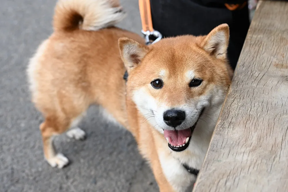 Шестой Pet Fest в Алматы собрал 5 300 гостей