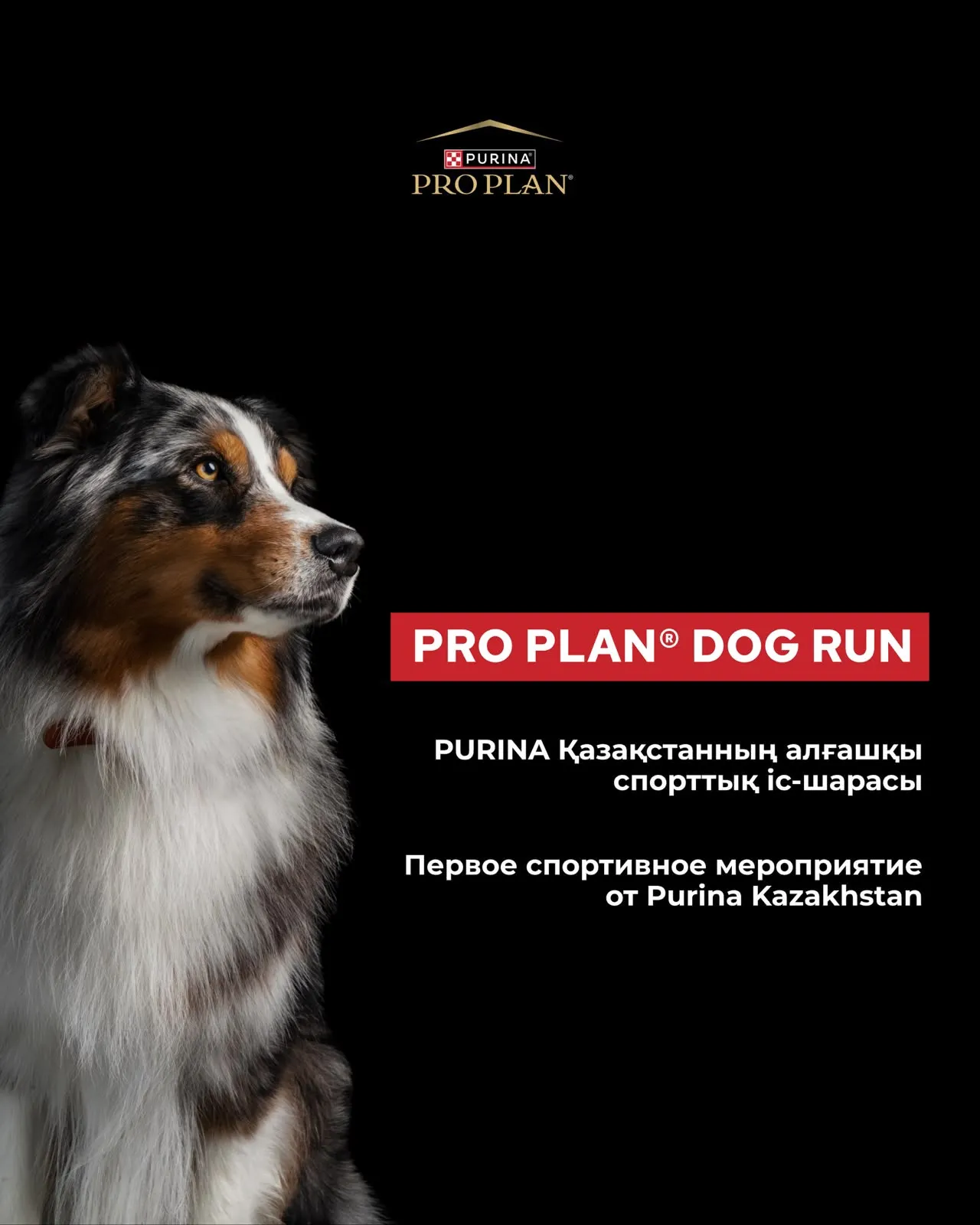 Purina Kazakhstan и Alpha Dog проведут в Алматы Pro Plan Dog Run