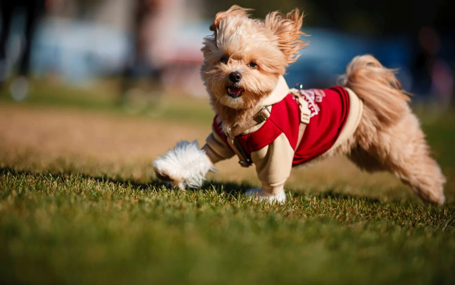 Pro Plan Dog Run объединил владельцев собак на любительском забеге от Purina Kazakhstan в Алматы